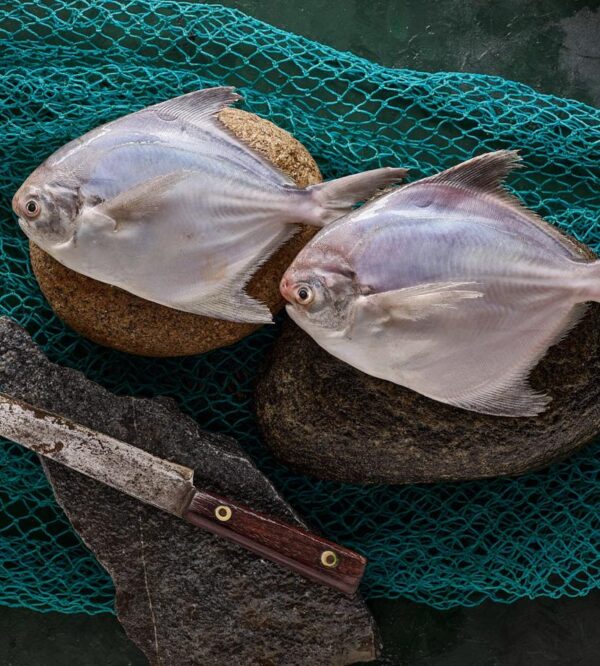 WhatsApp Image 2024-11-23 at 23.38.46-2